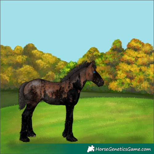 Horse Color:Void Brown Sabino Splash 