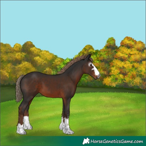Horse Color:Gray Liver Chestnut 