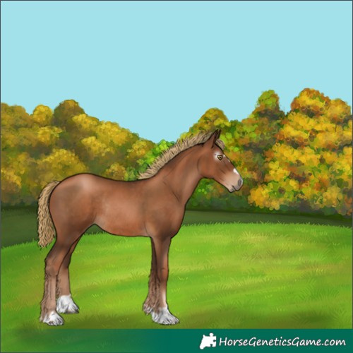 Horse Color:Gray Liver Chestnut Pearl Rabicano 