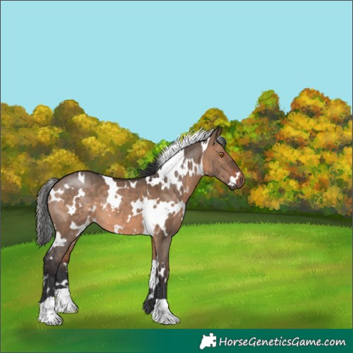 Horse Color:White Spotted Brown Dun 