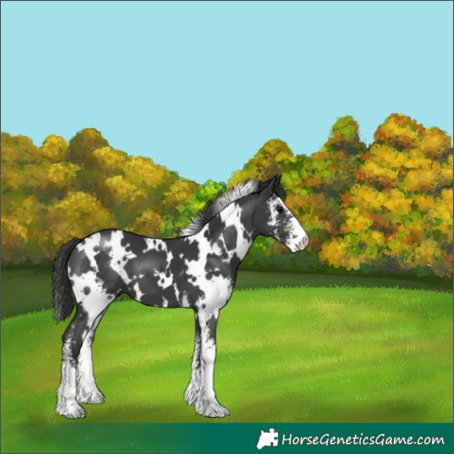 Horse Color:White Spotted Black Sabino 
