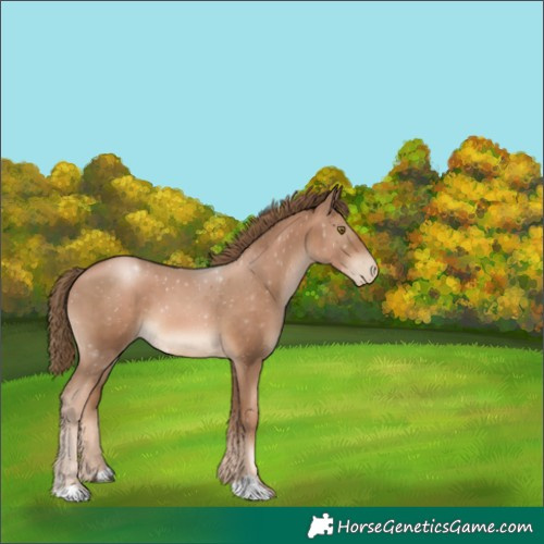 Horse Color:Liver Chestnut Pearl 