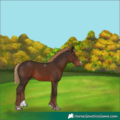 Horse Color:Liver Chestnut 