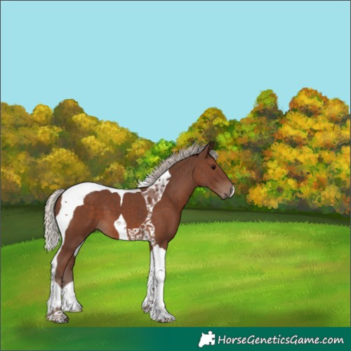 Horse Color:Silver Black Tobiano 
