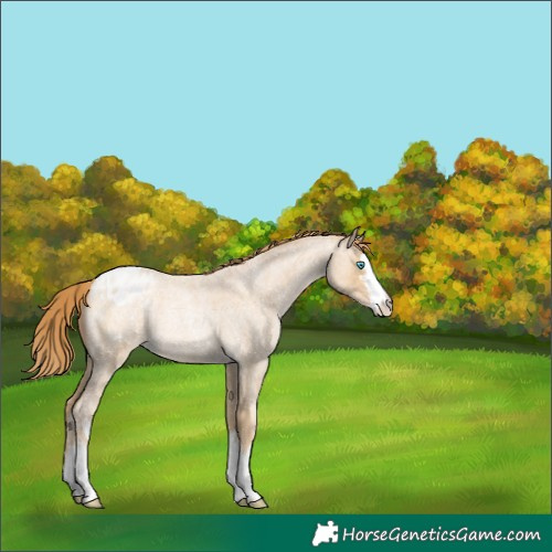 Horse Color:White Spotted Buckskin Roan Pearl Appaloosa 