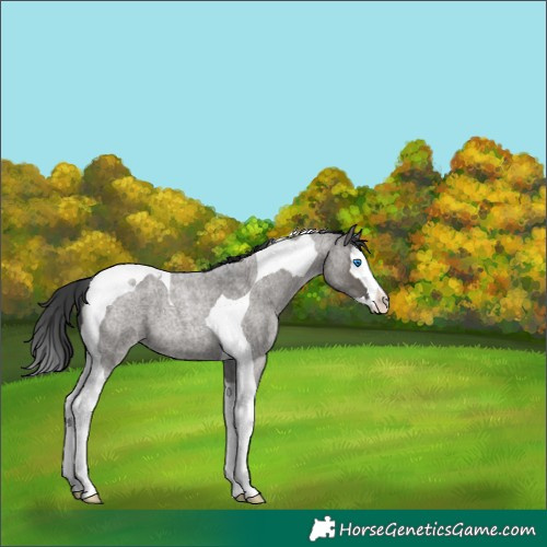 Horse Color:Grullo Roan Splash Tobiano 