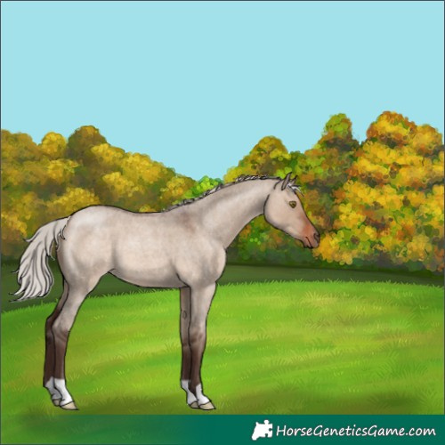 Horse Color:Silver Brown Roan Dun 