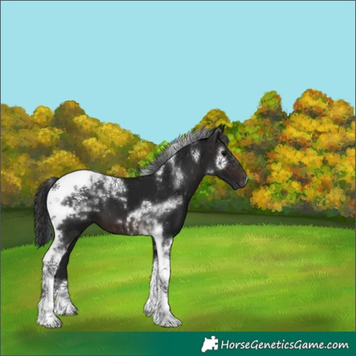 Horse Color:Gray Brown Tobiano 