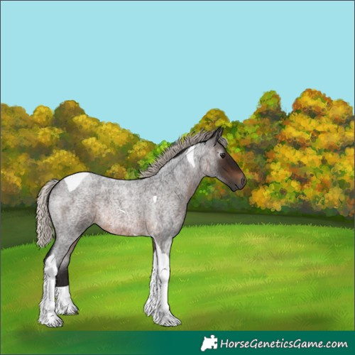 Horse Color:Gray Silver Brown Roan Tobiano Rabicano 