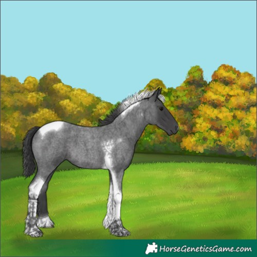Horse Color:Blue Roan Tobiano 