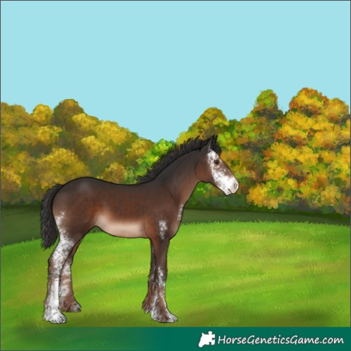 Horse Color:Liver Chestnut Sabino Rabicano 
