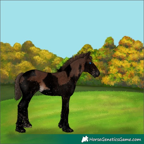 Horse Color:Void Liver Chestnut Splash Tobiano 