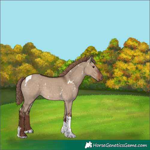 Horse Color:White Spotted Liver Red Dun Tobiano 