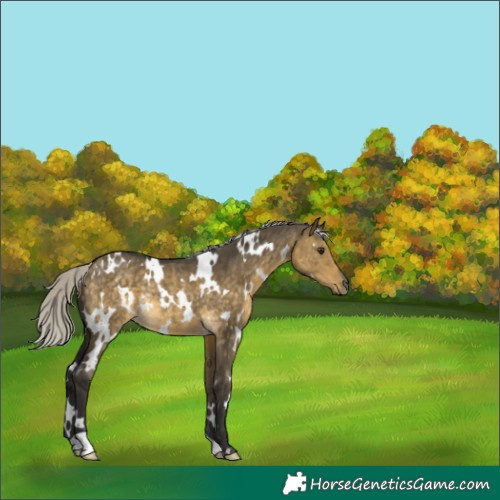 Horse Color:White Spotted Silver Buckskin Dun Rabicano 