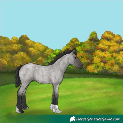 Horse Color:Grullo Roan 