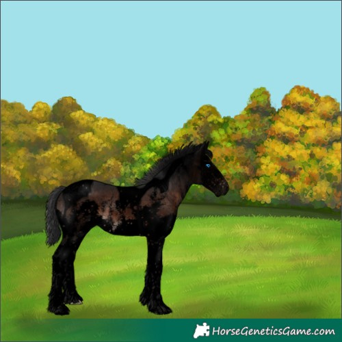 Horse Color:Void Brown Sabino Splash Tobiano 