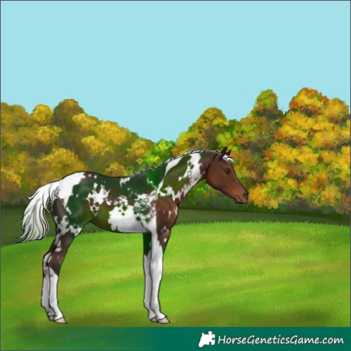 Horse Color:White Spotted Liver Chestnut Tobiano 