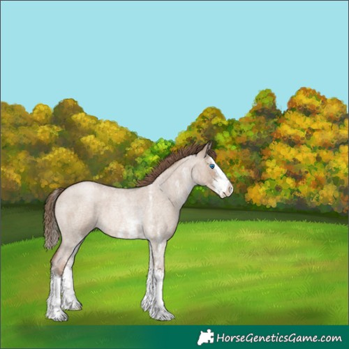 Horse Color:White Spotted Grullo Roan Pearl Splash 