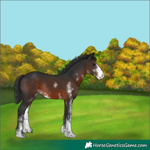 Horse Color:Brown Sabino Rabicano 