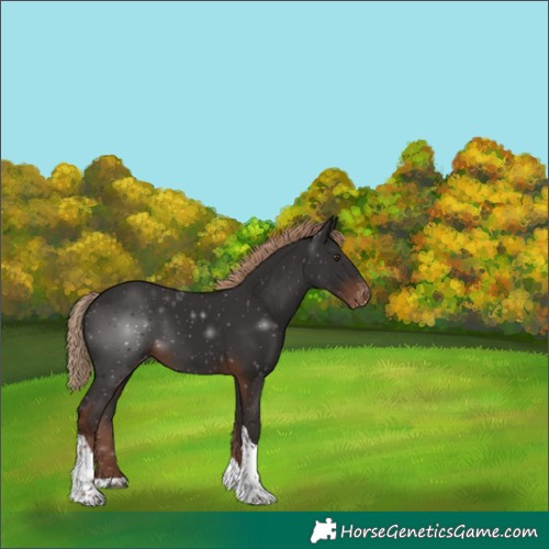 Horse Color:Liver Chestnut Tobiano Appaloosa