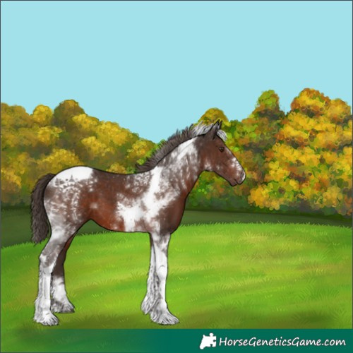 Horse Color:Liver Chestnut Tobiano 
