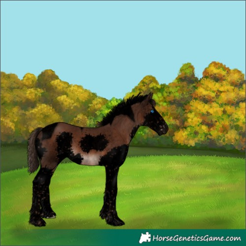 Horse Color:Void Liver Chestnut Splash Tobiano 