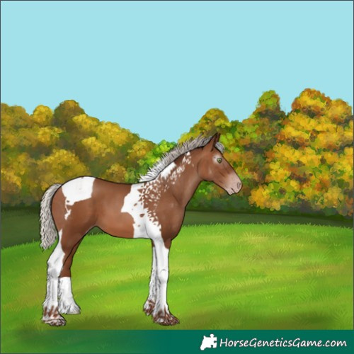 Horse Color:Gray Silver Amber Champagne Tobiano 