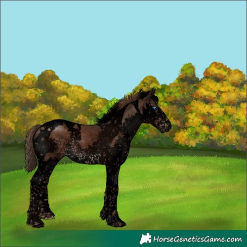 Horse Color:Void Liver Chestnut Splash Tobiano 