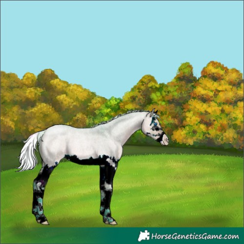 Horse Color:Watercolor Silver Brown Roan Dun Splash 