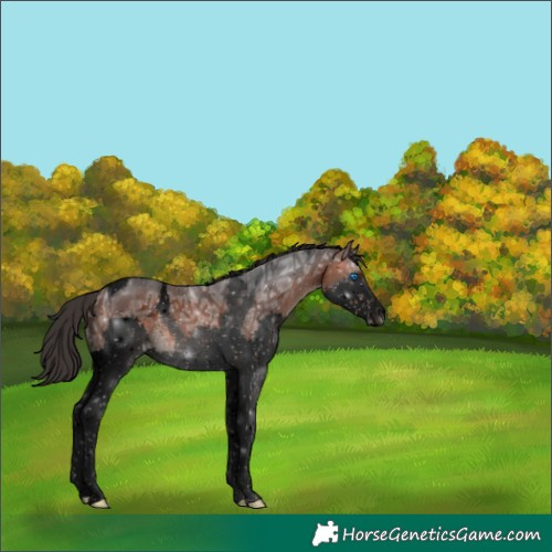 Horse Color:Void Brown Ice Splash Tobiano 