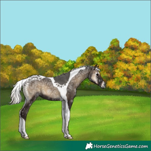 Horse Color:Gray Silver Blue Onyx Ice Tobiano 
