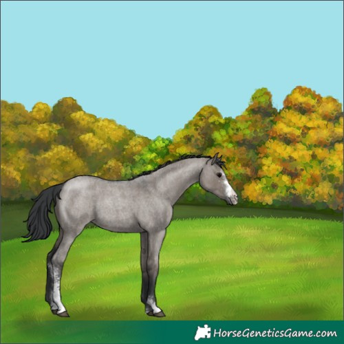 Horse Color:Grullo Roan Sabino 