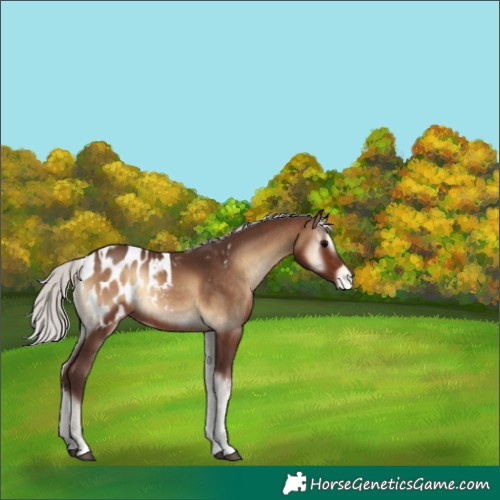 Horse Color:Silver Brown Onyx Sabino Tobiano Appaloosa 