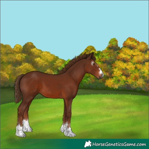 Horse Color:Gray Chestnut 