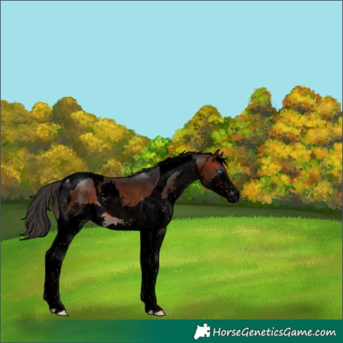 Horse Color:Void Brown Splash Tobiano 