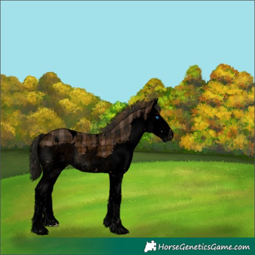 Horse Color:Void Plaid Bay Sabino Splash Appaloosa