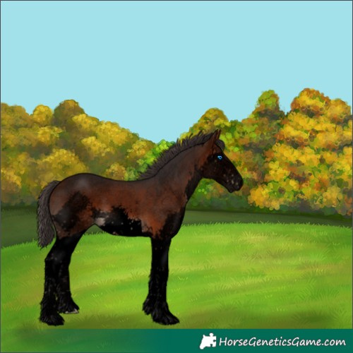 Horse Color:Void Bay Sabino Splash 