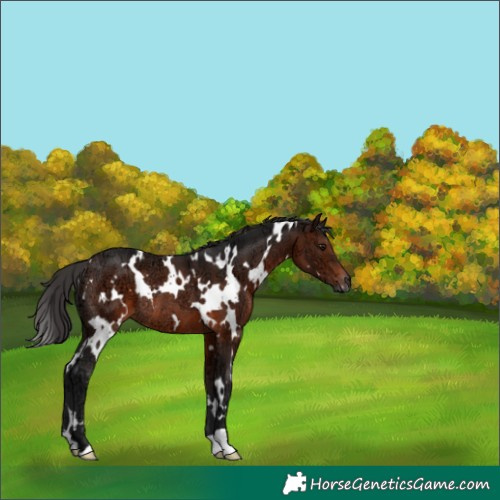 Horse Color:White Spotted Brown Ice Rabicano