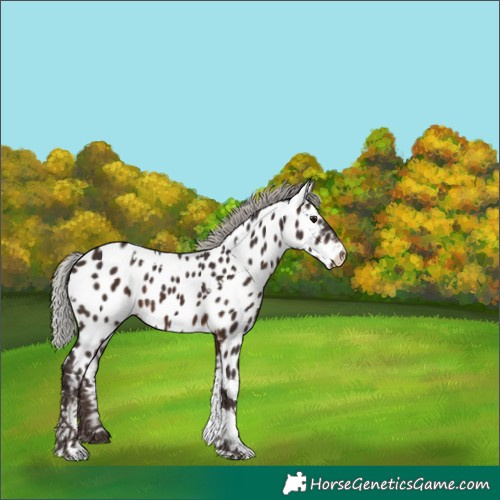 Horse Color:White Spotted Silver Brown Tobiano Appaloosa 