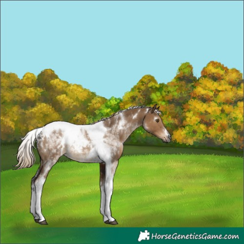 Horse Color:Gray White Spotted Liver Red Dun Tobiano 