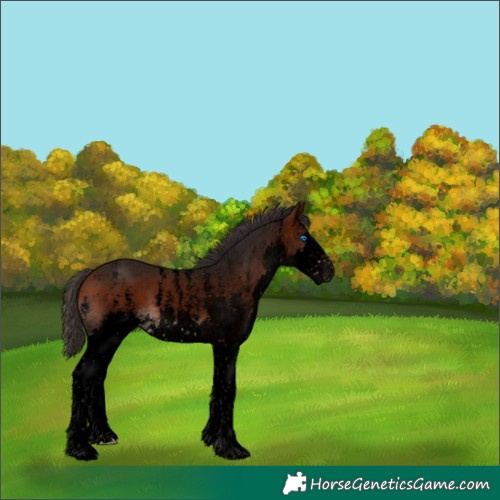 Horse Color:Void Bay Sabino Splash 