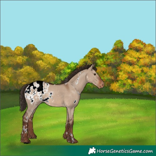 Horse Color:White Spotted Liver Red Dun Appaloosa 
