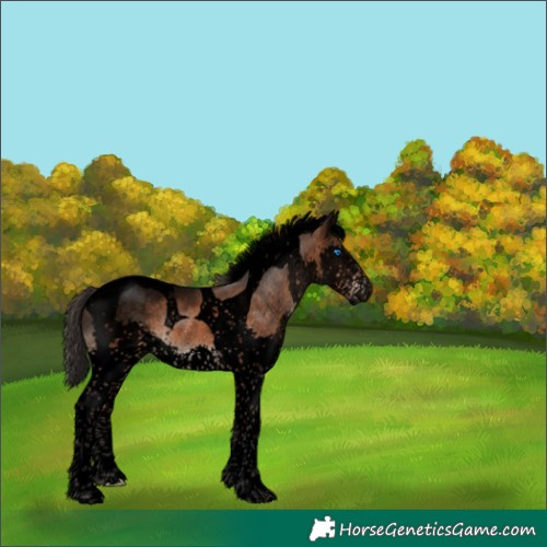 Horse Color:Void Bay Splash Tobiano Rabicano 