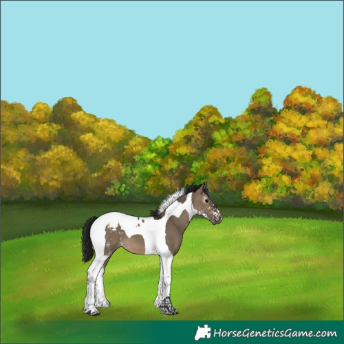 Horse Color:Gray Brown Dun Sabino Tobiano Appaloosa 