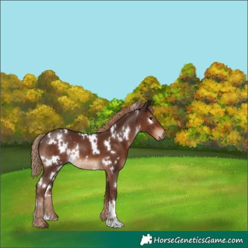 Horse Color:White Spotted Liver Chestnut Rabicano 