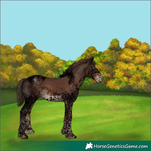 Horse Color:Void Liver Chestnut Splash Tobiano Frame 
