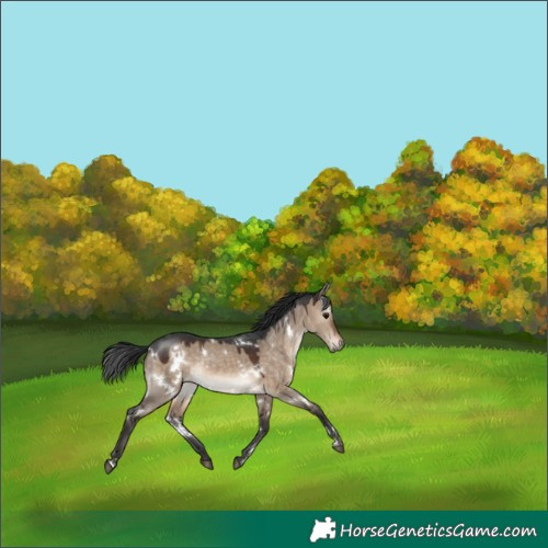 Horse Color:White Spotted Brown Dun Rabicano 