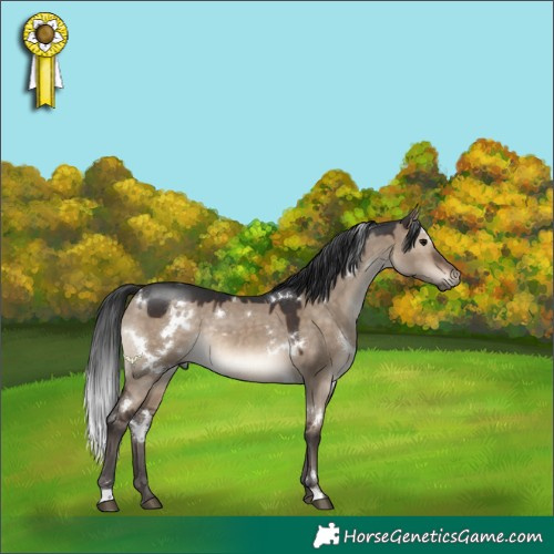 Horse Color:White Spotted Brown Dun Rabicano 