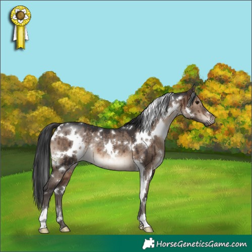 Horse Color:White Spotted Brown Dun Rabicano Brindle 