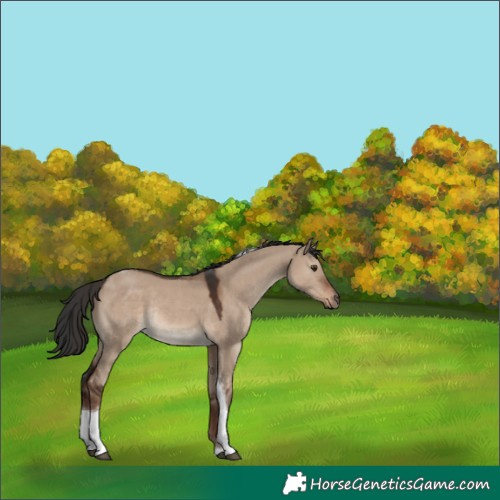 Horse Color:Liver Red Dun Tobiano Rabicano 